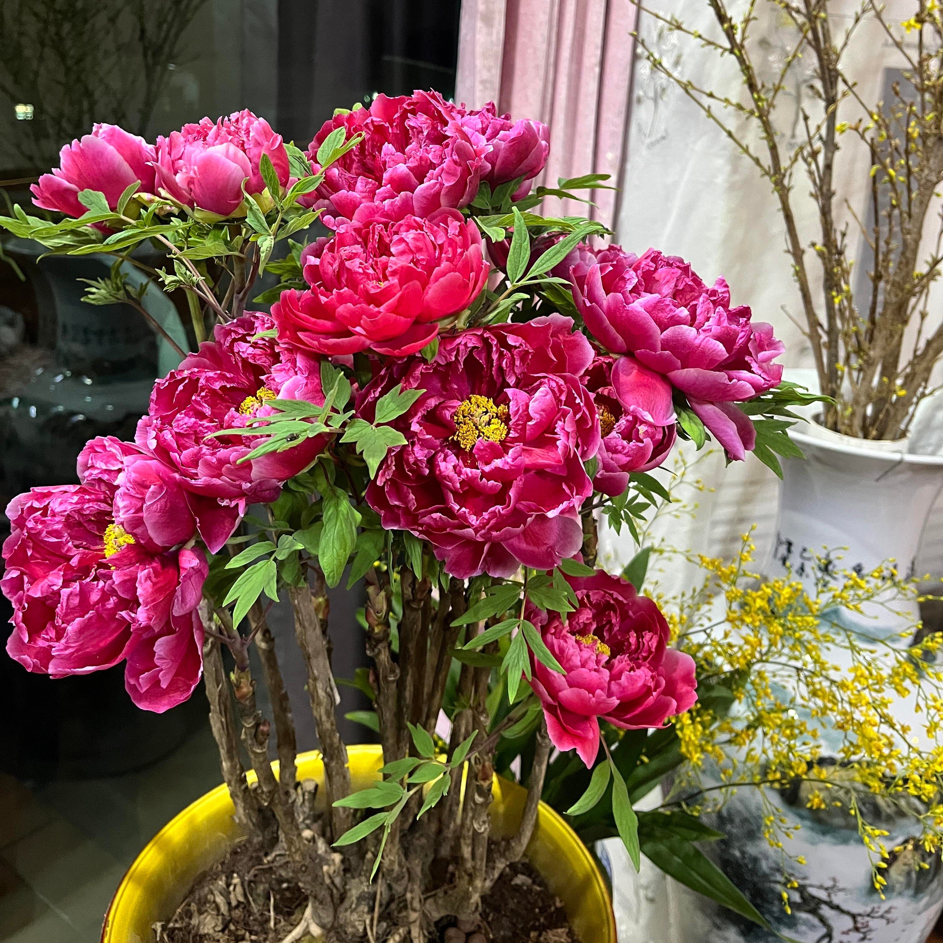 Elegant Perennial Peony Flower Seeds – 20 Seeds