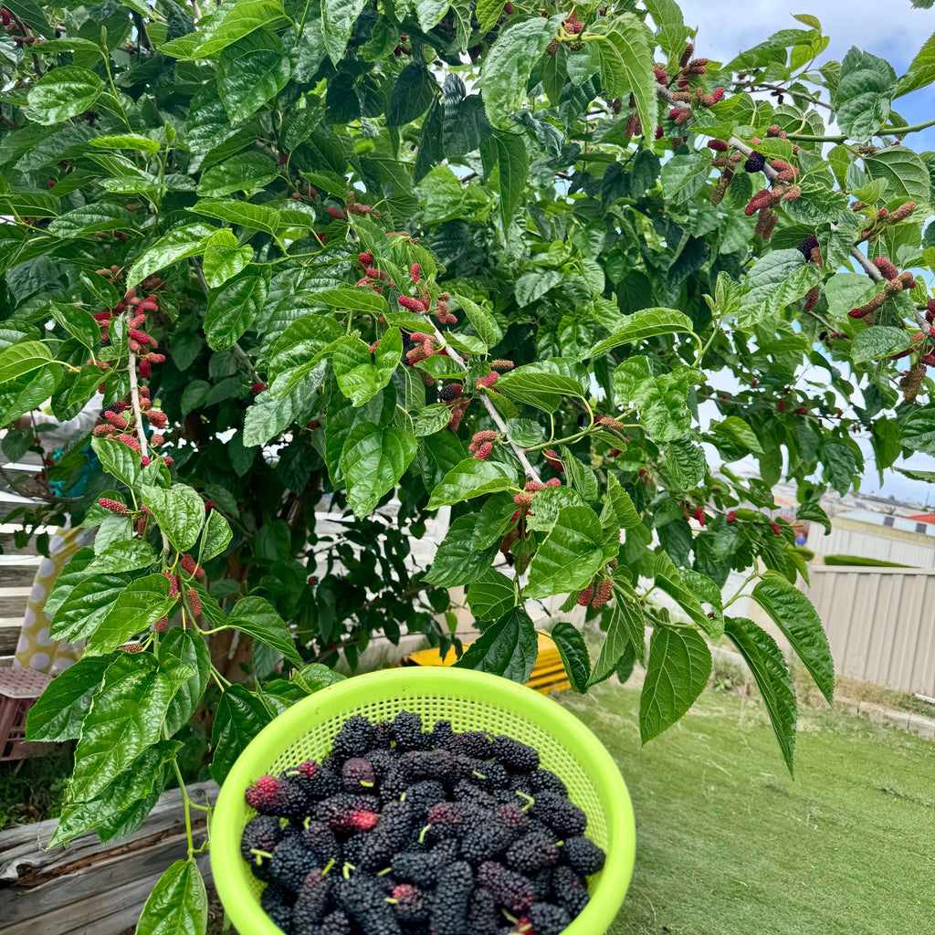Mulberry Seeds for Planting – 131 Seeds