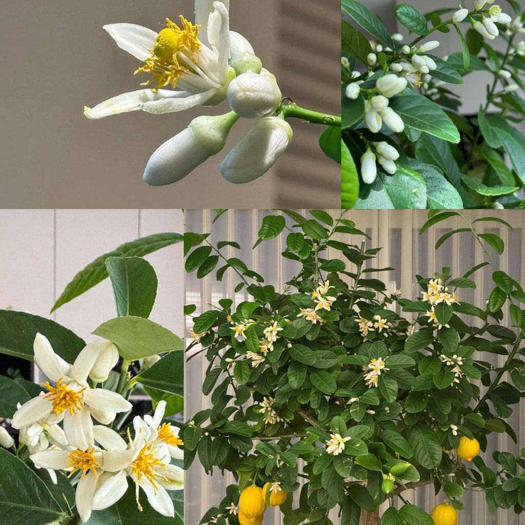 Lemon Seeds for Planting – 32 Seeds