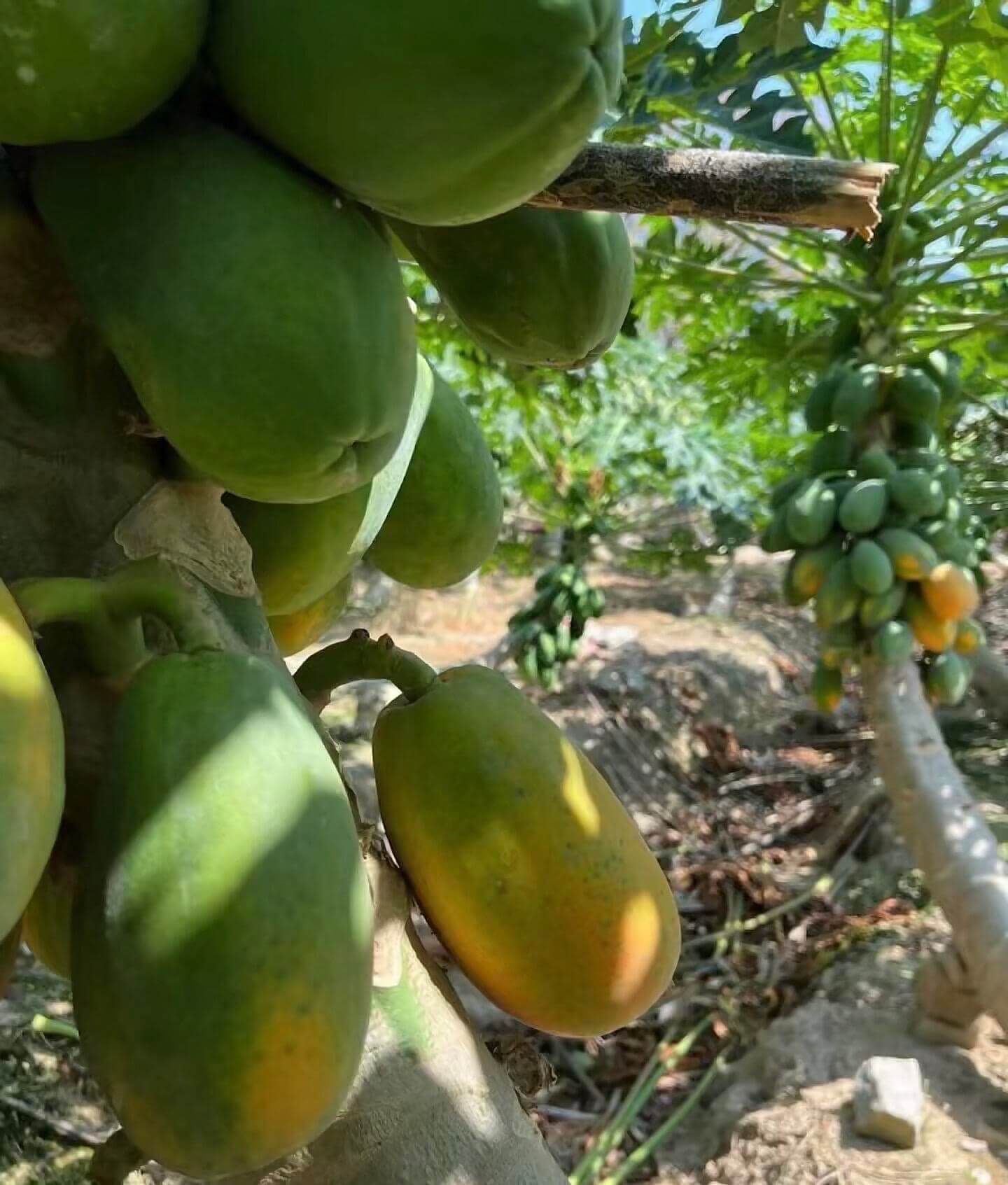 Papaya Seeds for Planting – 36 Seeds