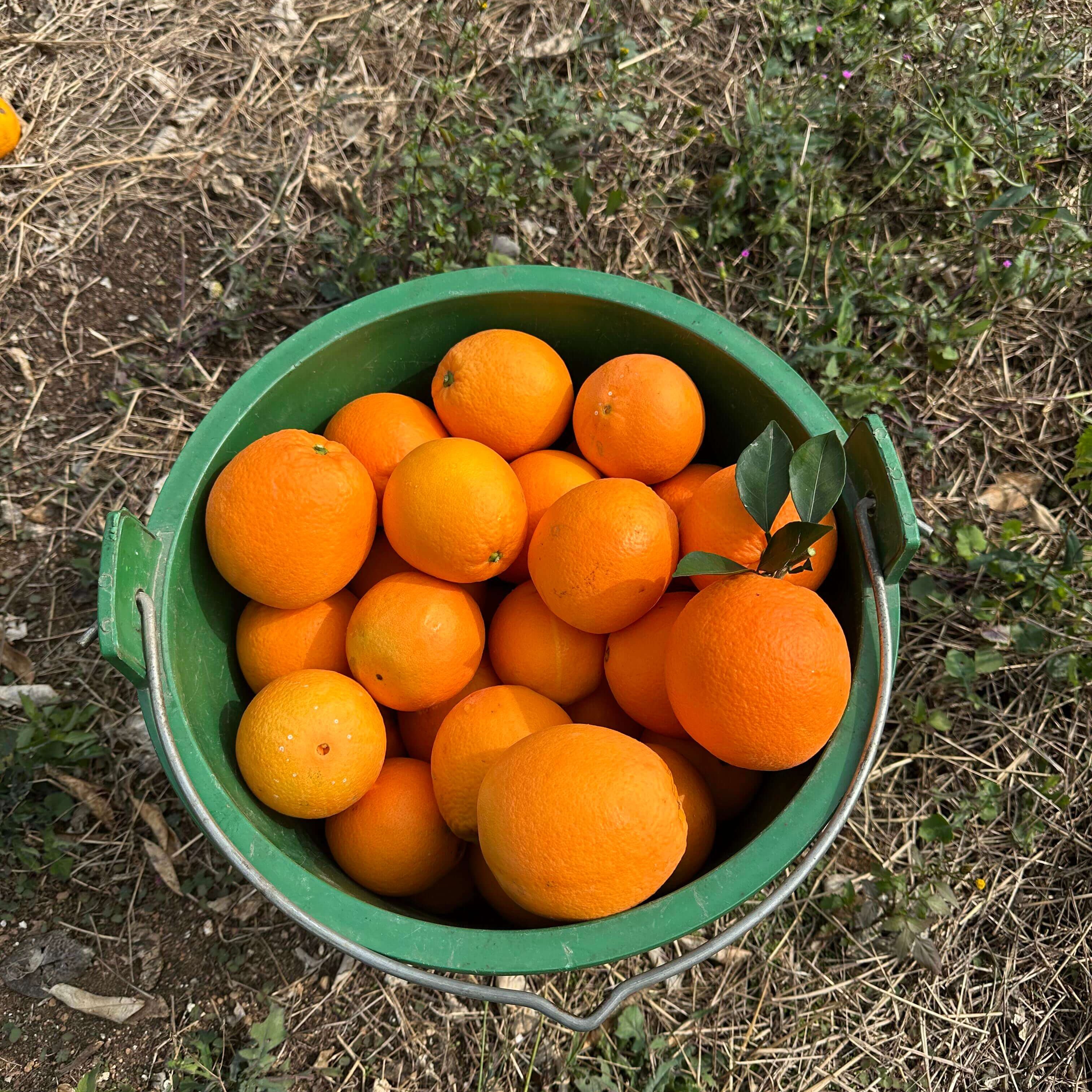 Orange Seeds for Planting – 35 Seeds
