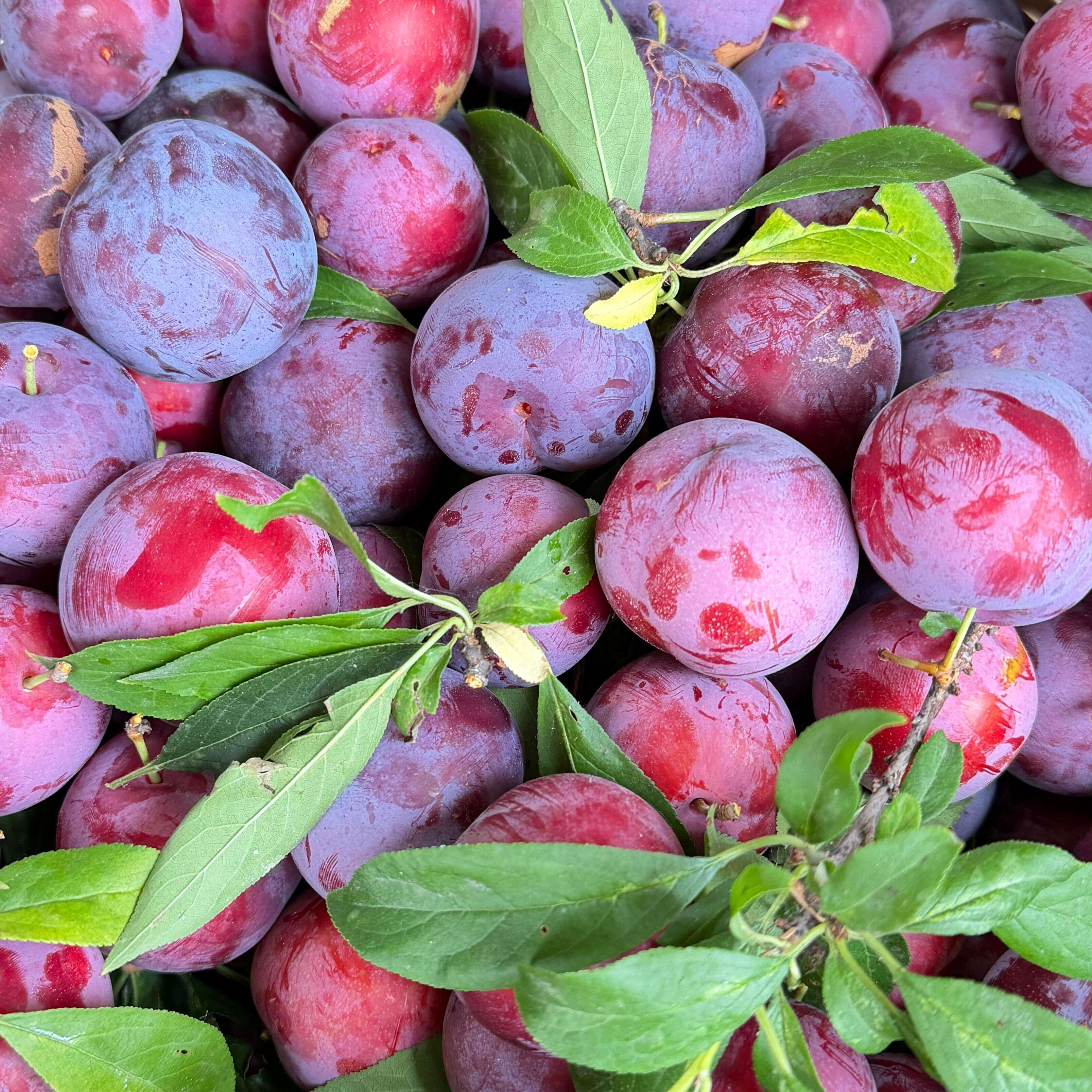 Plum Seeds for Planting – 10 Seeds