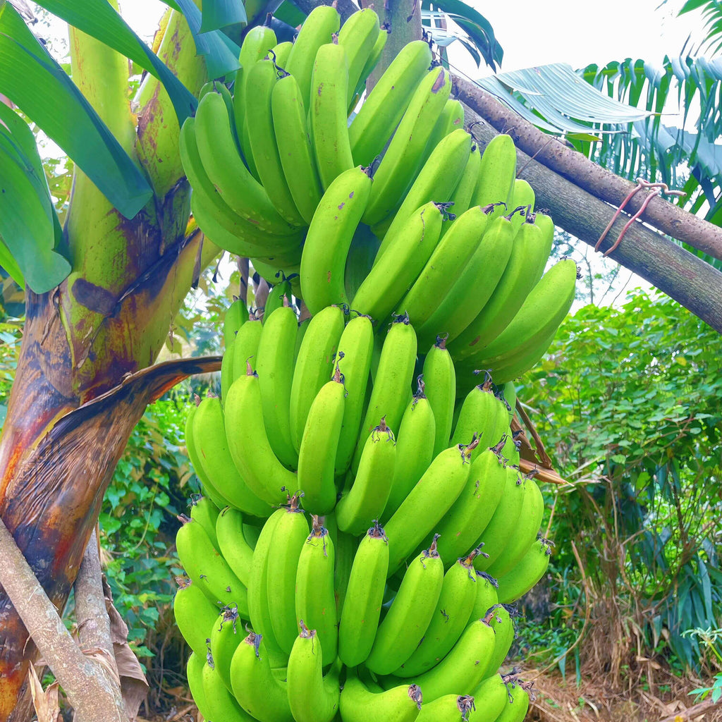 Banana Seeds for Planting – 81 Seeds