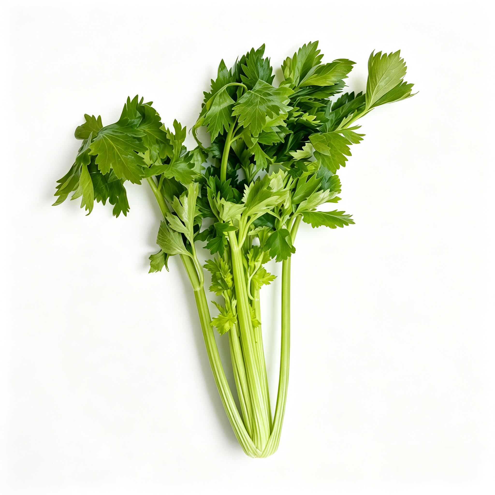 Tango Organic Pelleted Celery Seeds