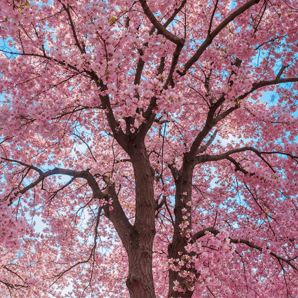 Cherry Blossom Tree Seeds - 12 Seeds