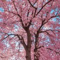 Cherry Blossom Tree Seeds - 12 Seeds