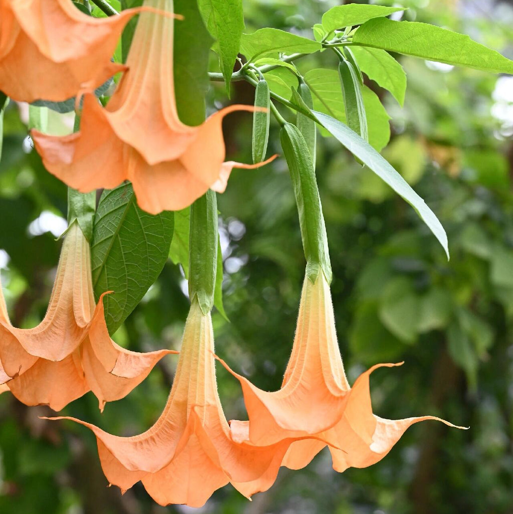 Exotic Ornamental Datura Flower Seeds – 29 Seeds