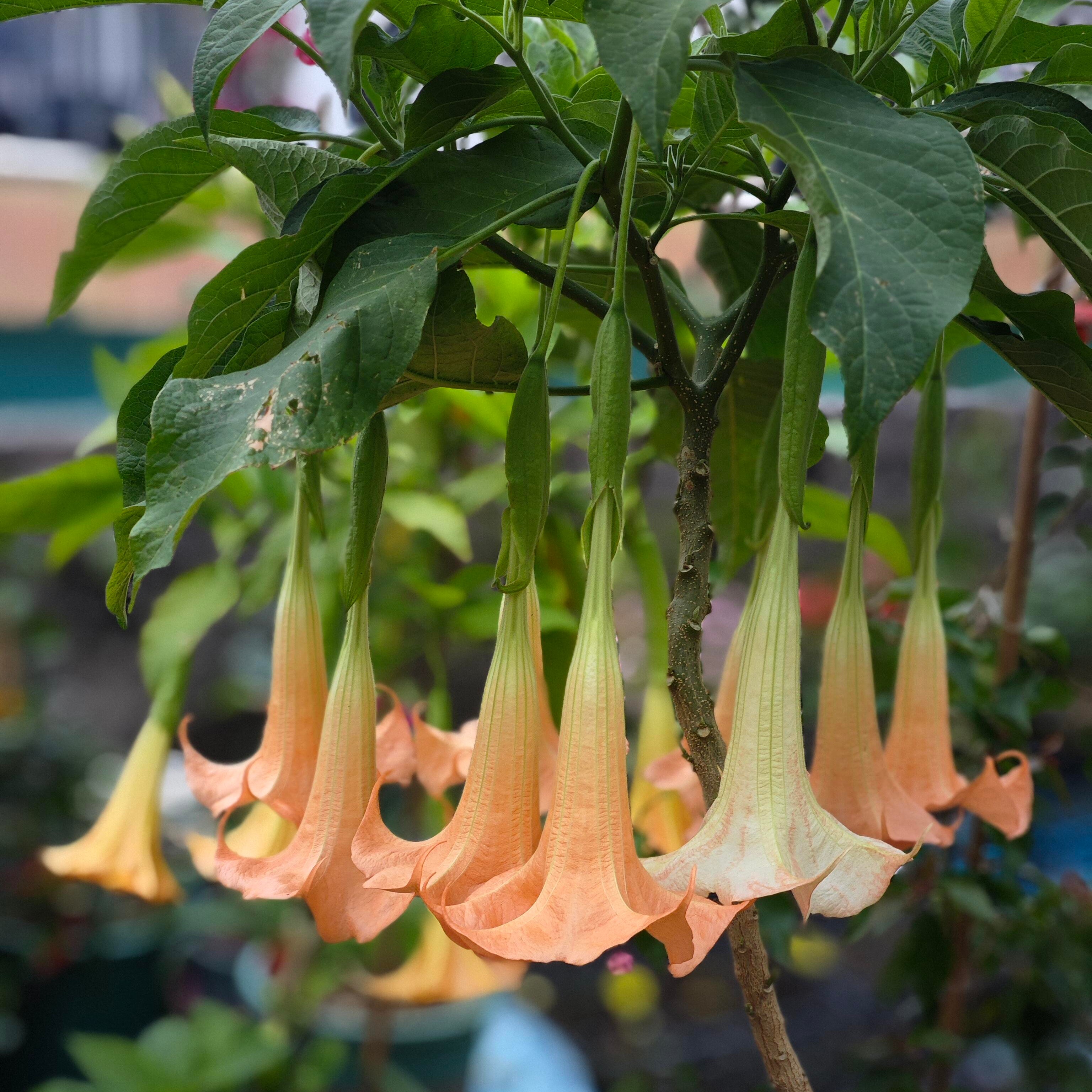 Exotic Ornamental Datura Flower Seeds – 29 Seeds