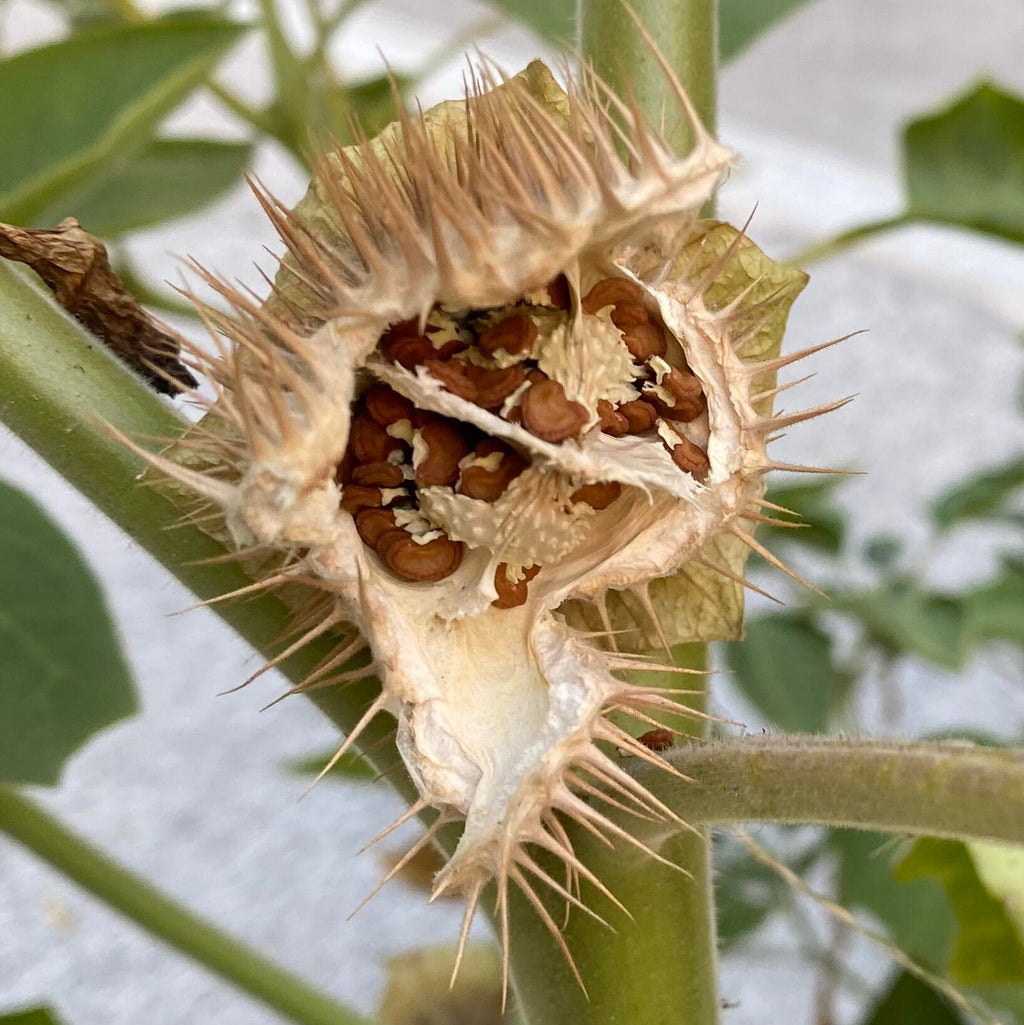 Exotic Ornamental Datura Flower Seeds – 29 Seeds