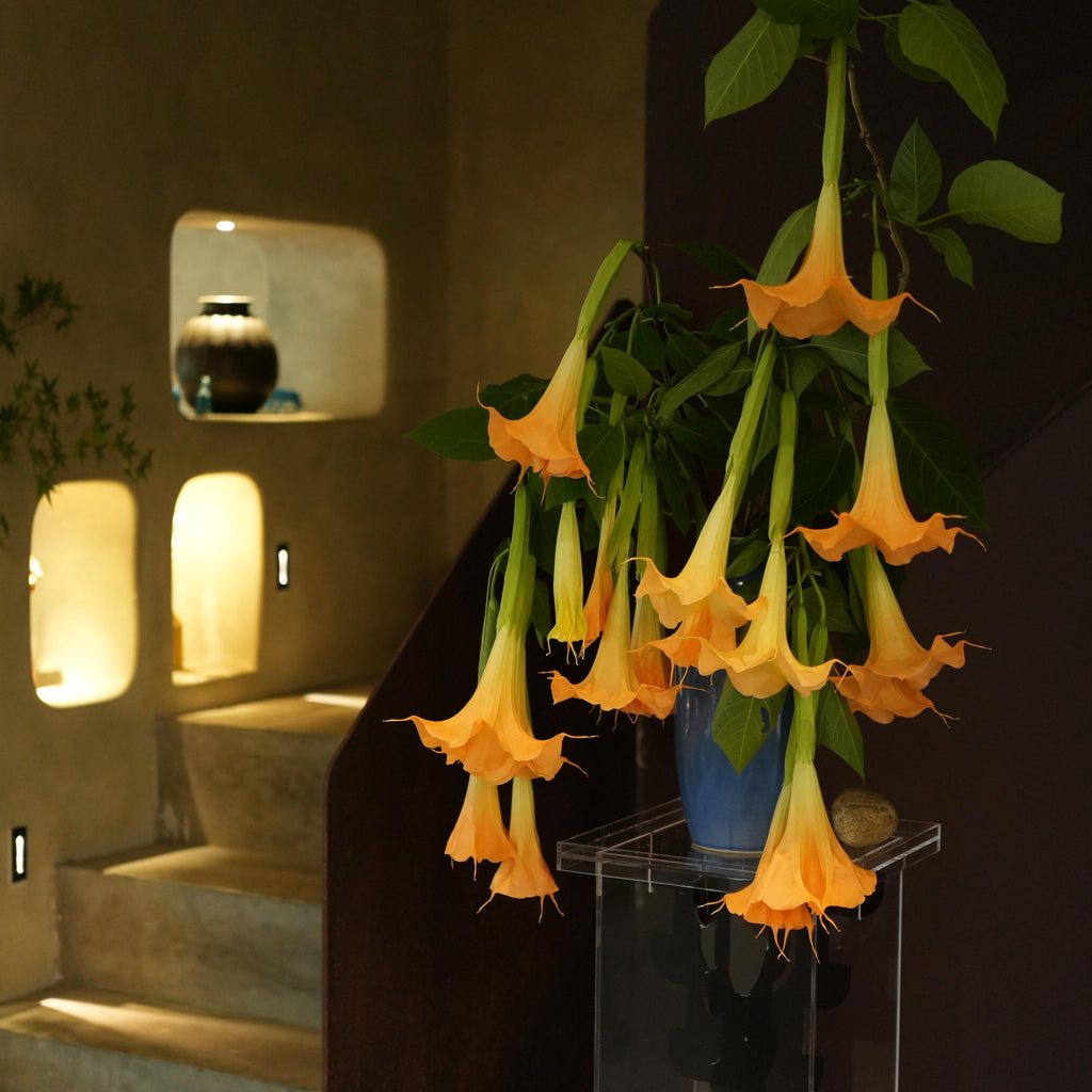 Exotic Ornamental Datura Flower Seeds – 29 Seeds