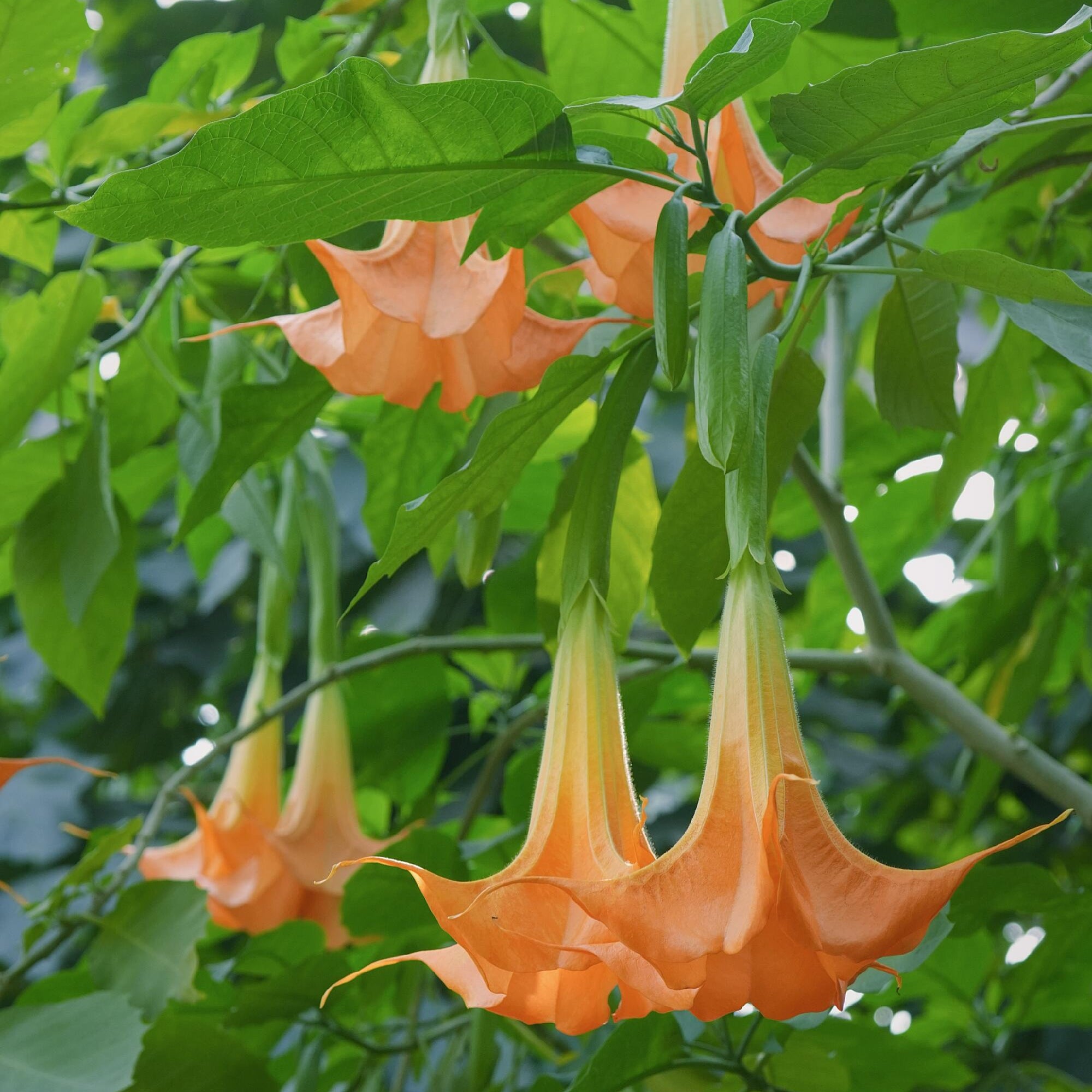 Exotic Ornamental Datura Flower Seeds – 29 Seeds