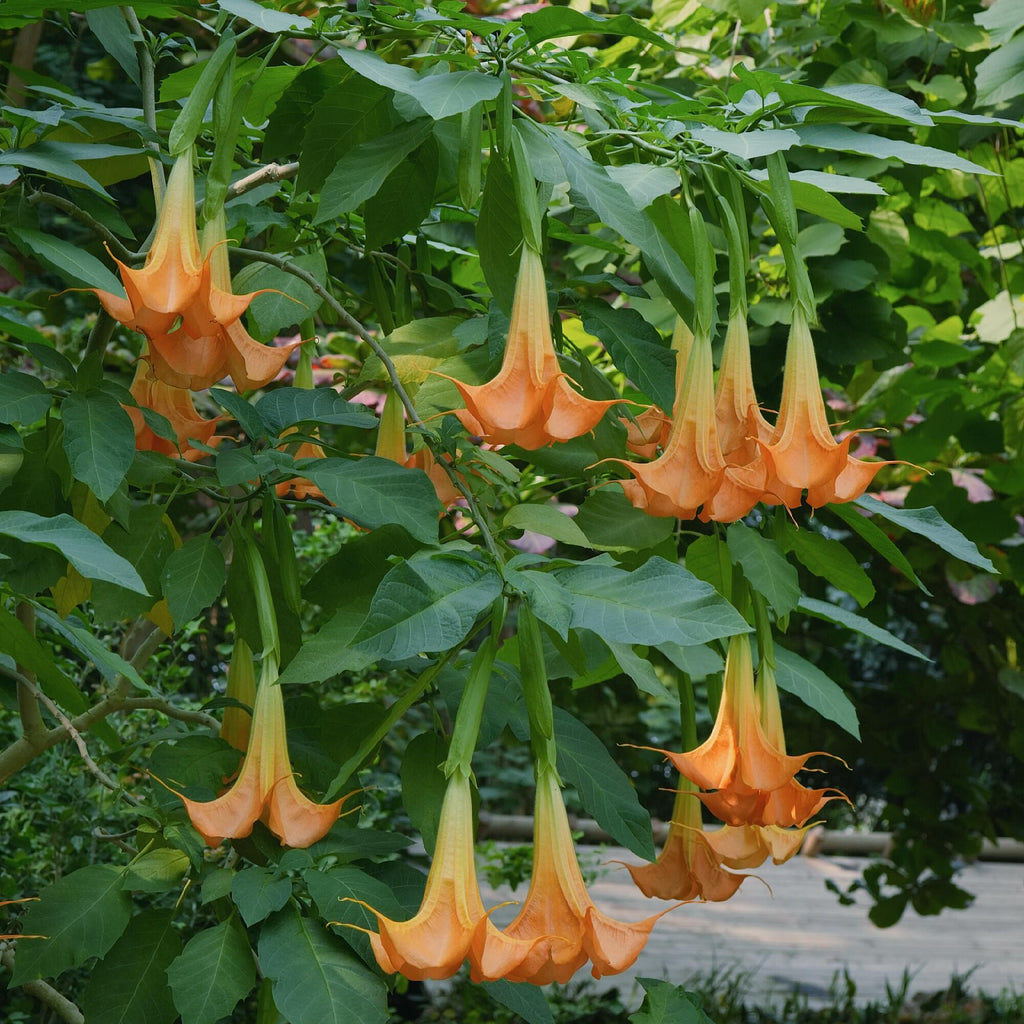 Exotic Ornamental Datura Flower Seeds – 29 Seeds