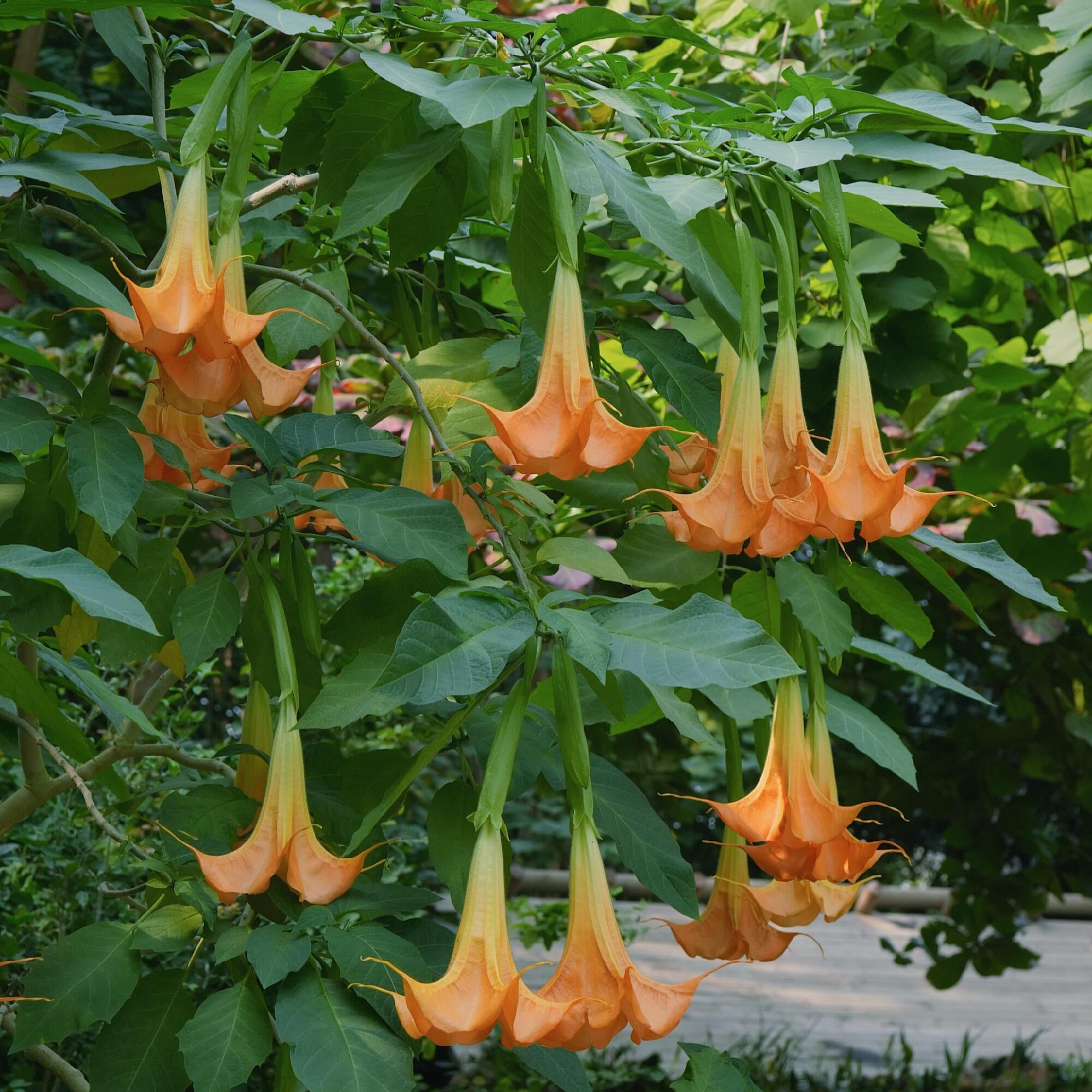 Exotic Ornamental Datura Flower Seeds – 29 Seeds