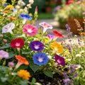 Vibrant Climbing Morning Glory Flower Seeds – 53 Seeds