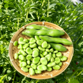 Vroma Bean Seeds