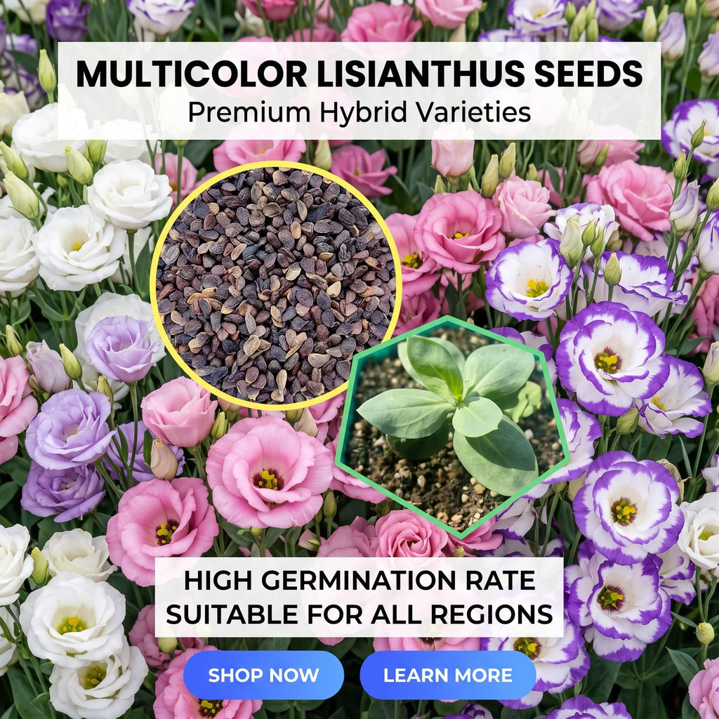 Stunning Perennial Balloon Flower Seeds – 362 Seeds