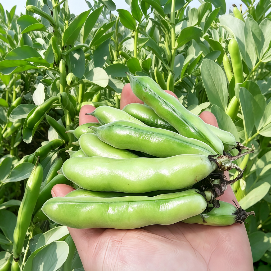Vroma Bean Seeds