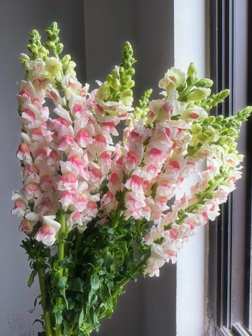 Vibrant Mixed Snapdragon Flower Seeds – 500 Seeds