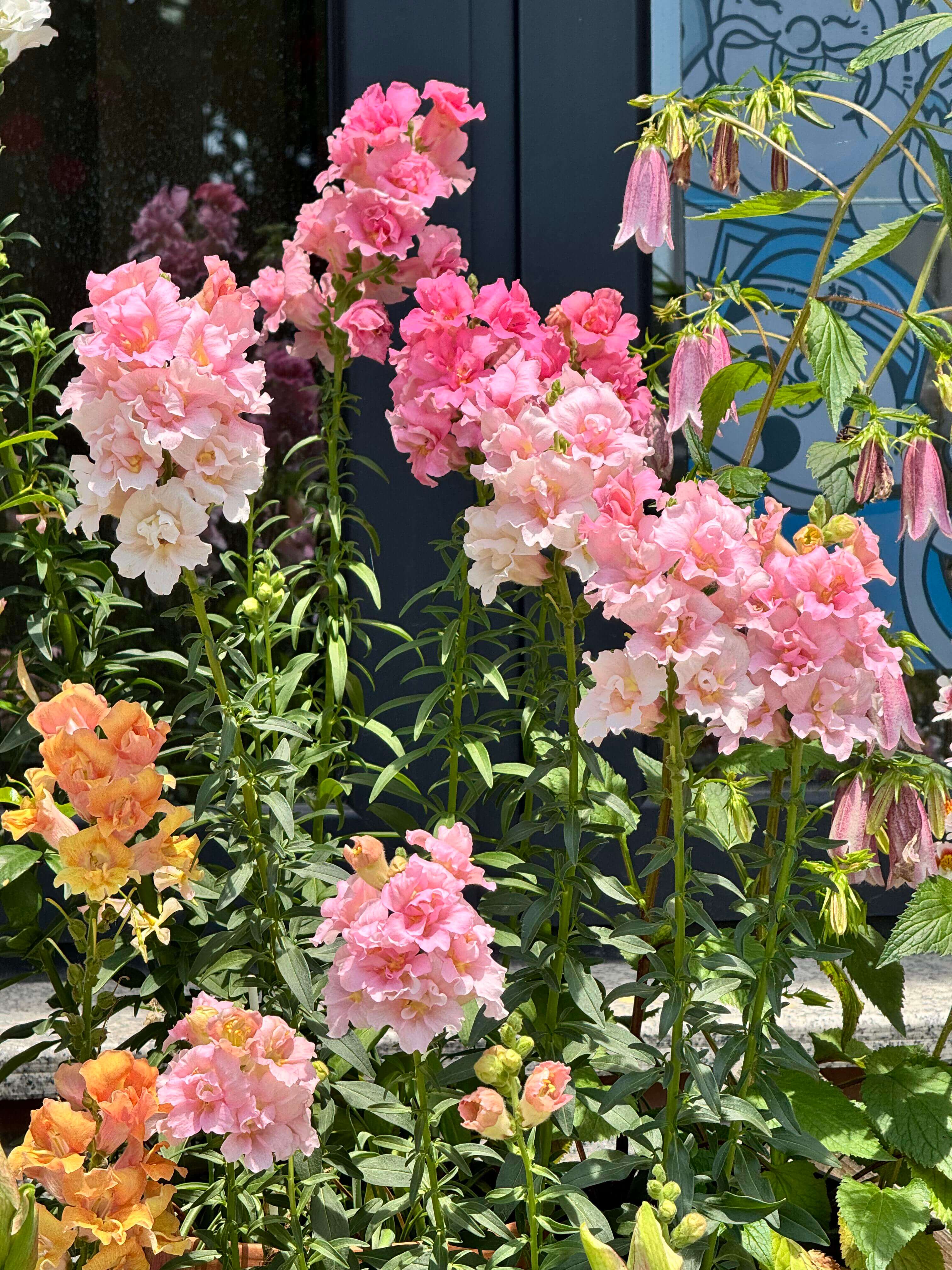 Vibrant Mixed Snapdragon Flower Seeds – 500 Seeds