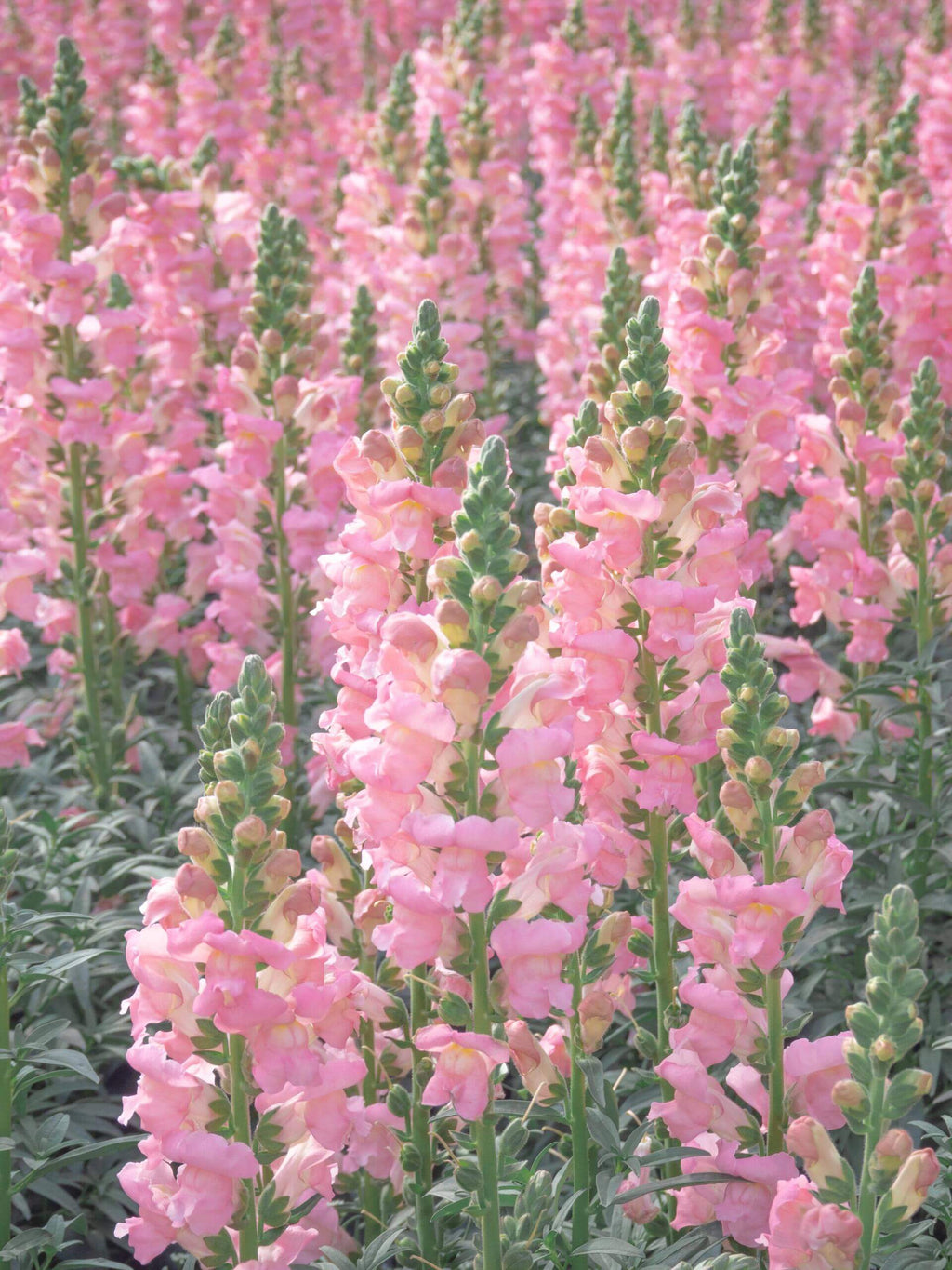 Vibrant Mixed Snapdragon Flower Seeds – 500 Seeds