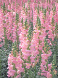 Vibrant Mixed Snapdragon Flower Seeds – 500 Seeds