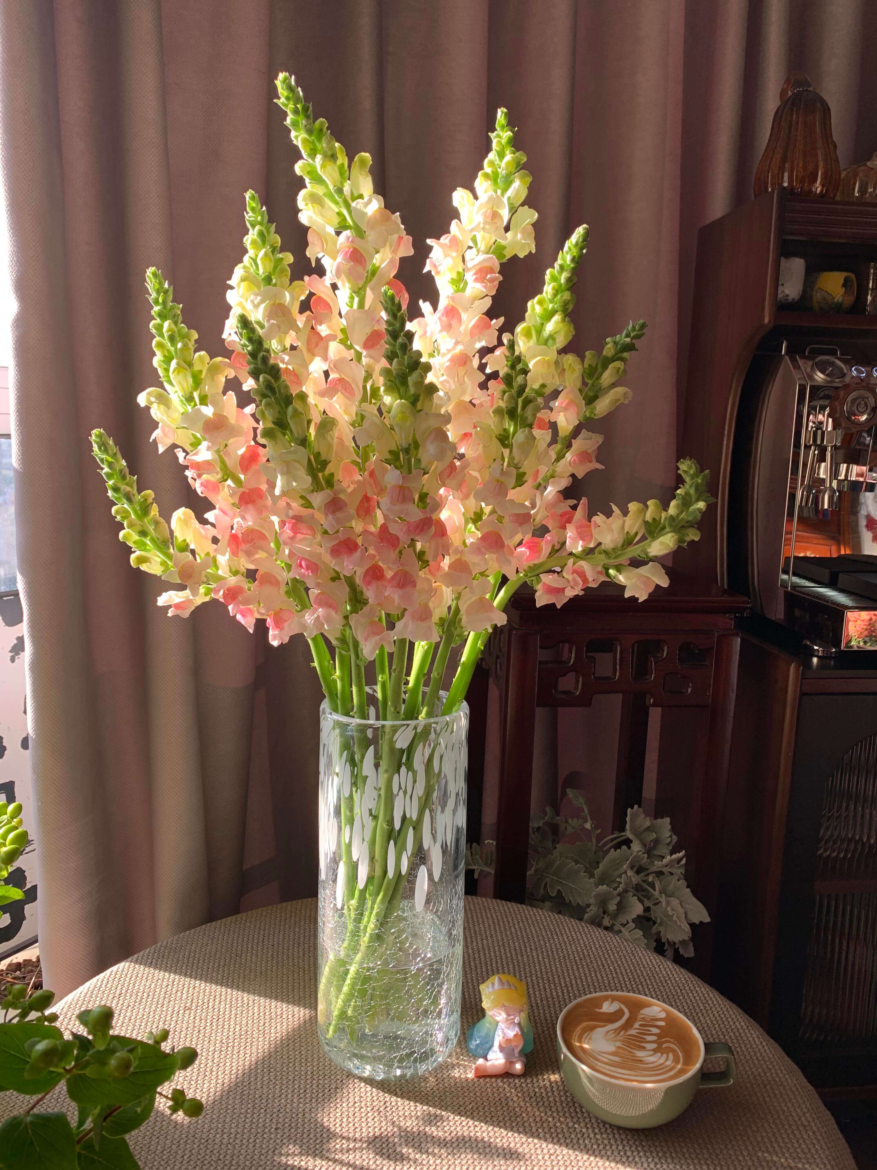 Vibrant Mixed Snapdragon Flower Seeds – 500 Seeds