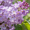 Fragrant Lilac Flower Seeds – 61 Seeds