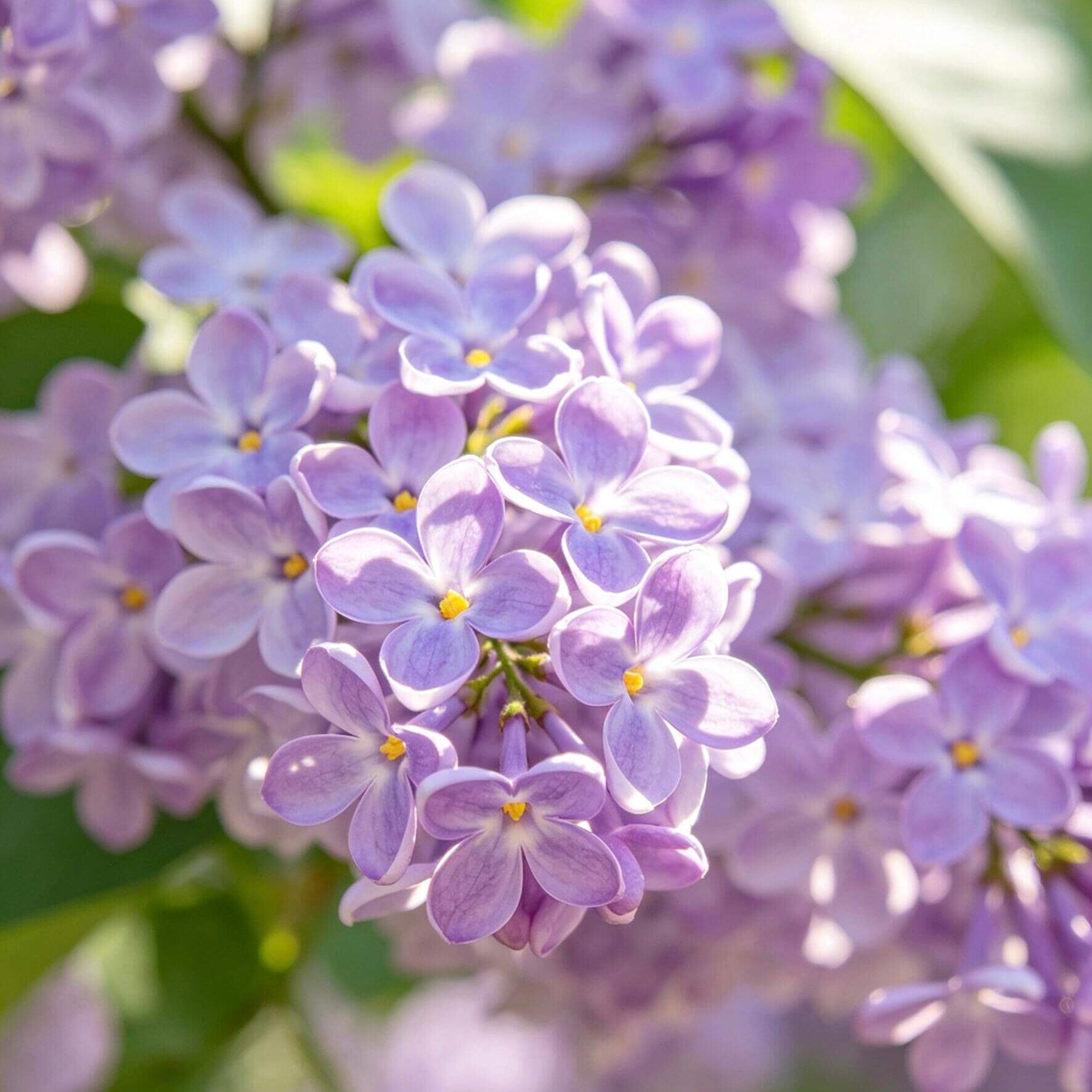 Fragrant Lilac Flower Seeds – 61 Seeds