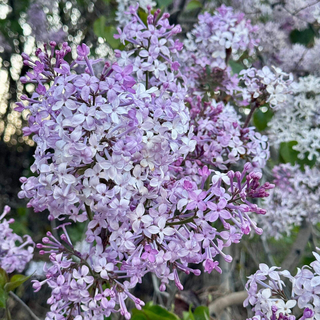 Fragrant Lilac Flower Seeds – 61 Seeds