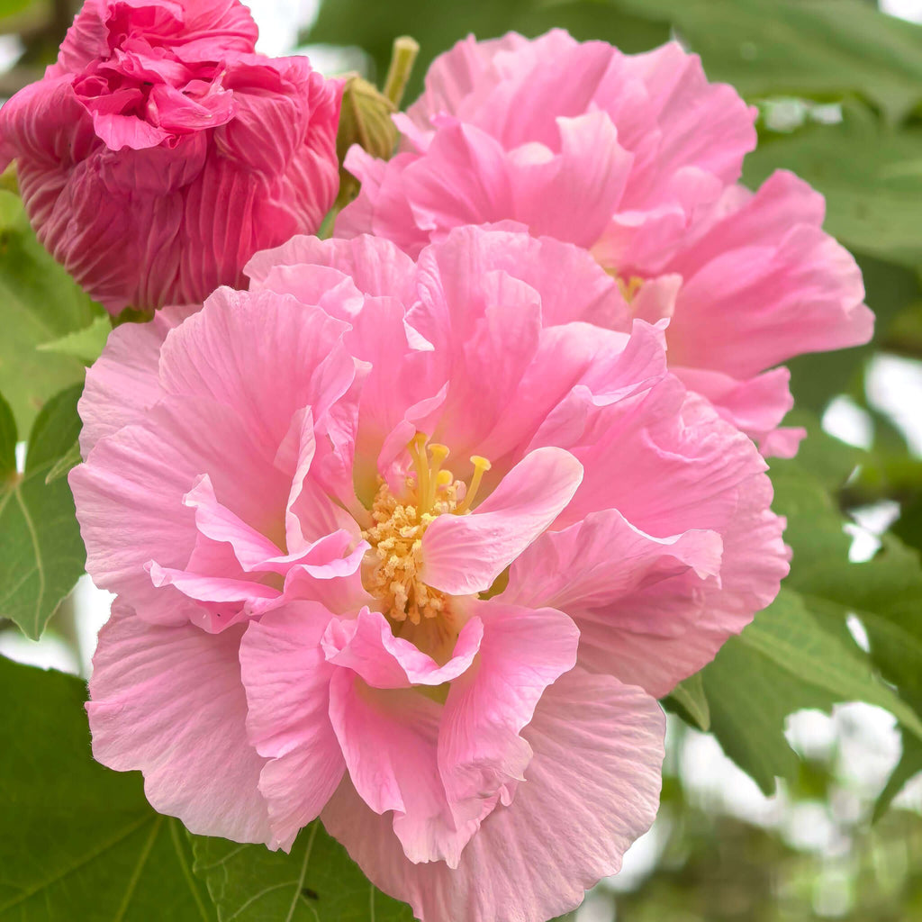 Premium Giant Hibiscus Flower Seeds – 225 Seeds