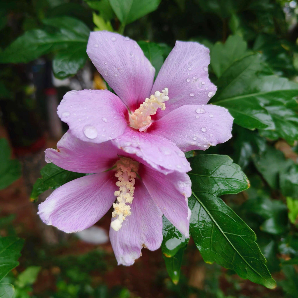 Premium Giant Hibiscus Flower Seeds – 225 Seeds
