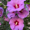 Premium Giant Hibiscus Flower Seeds – 225 Seeds