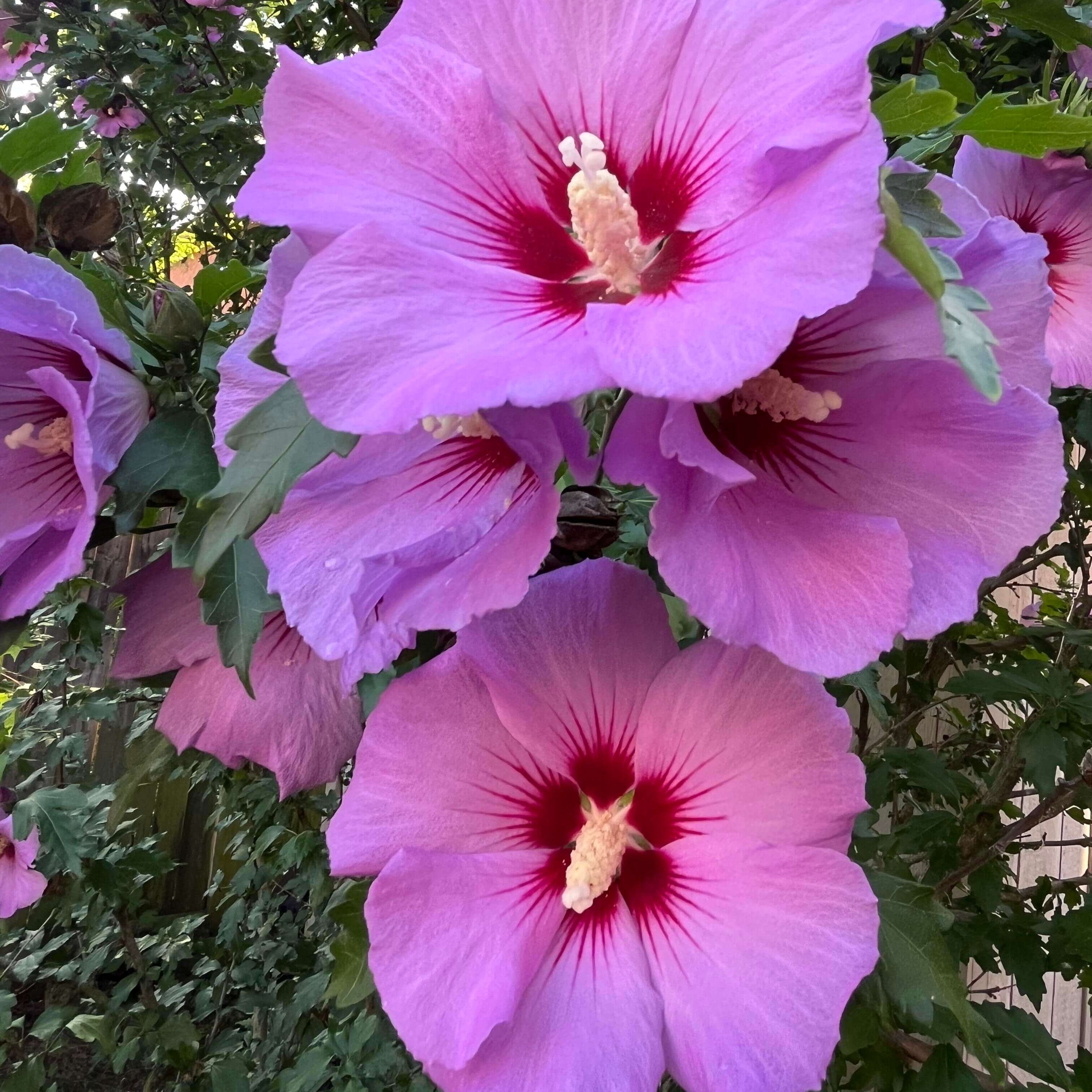 Premium Giant Hibiscus Flower Seeds – 225 Seeds