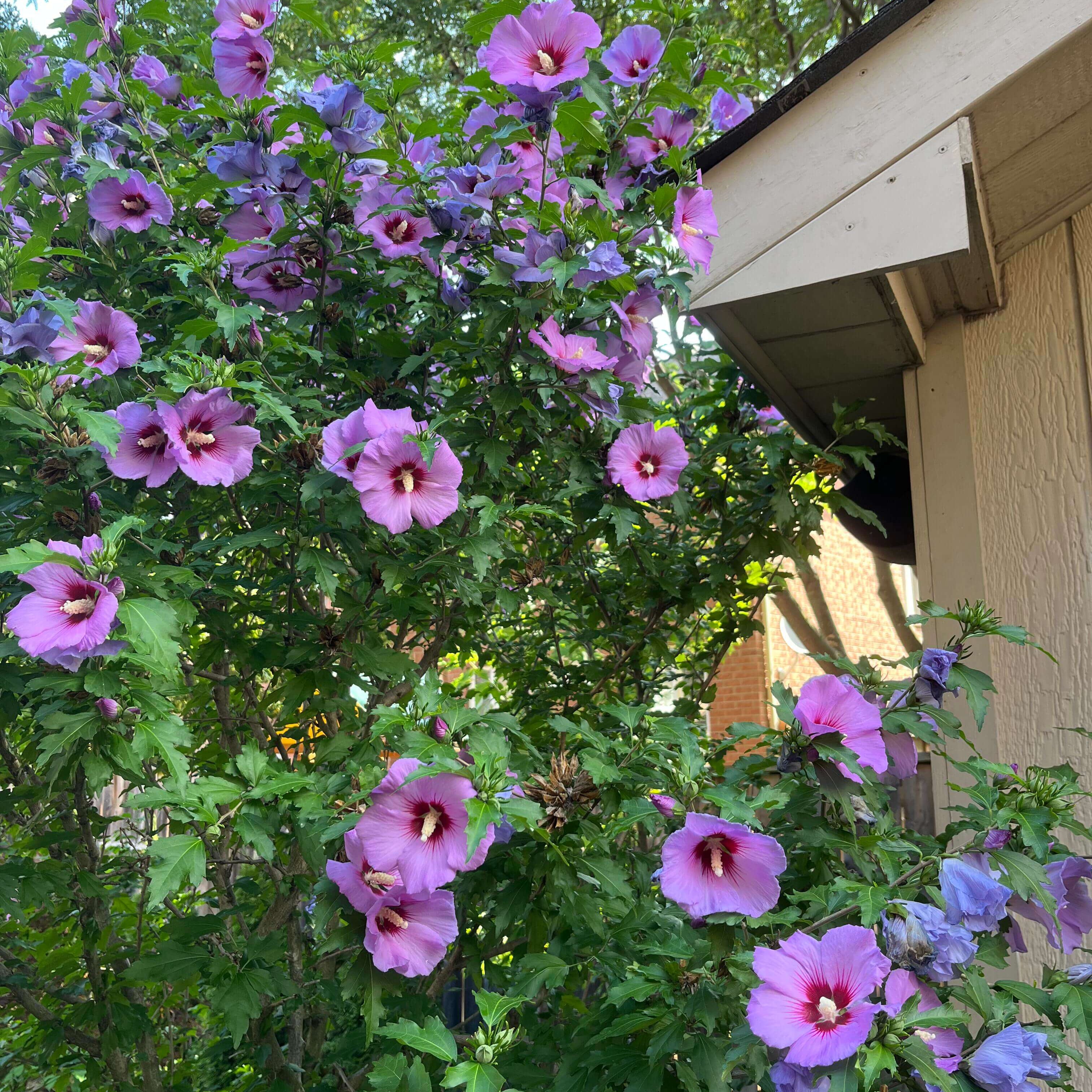 Premium Giant Hibiscus Flower Seeds – 225 Seeds