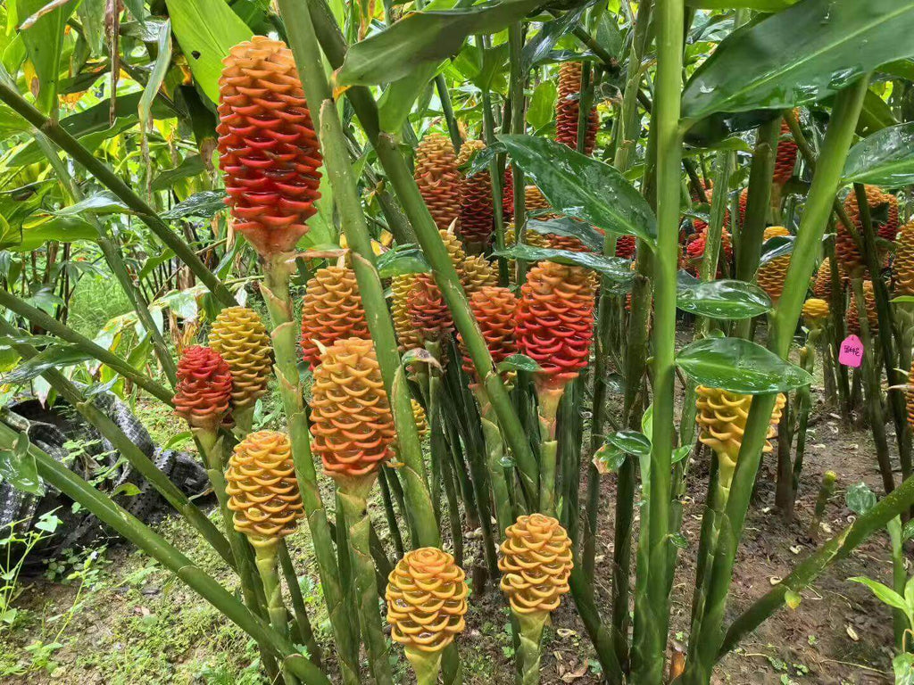 Exotic F1 Hybrid Beehive Ginger Seeds – 29 Seeds