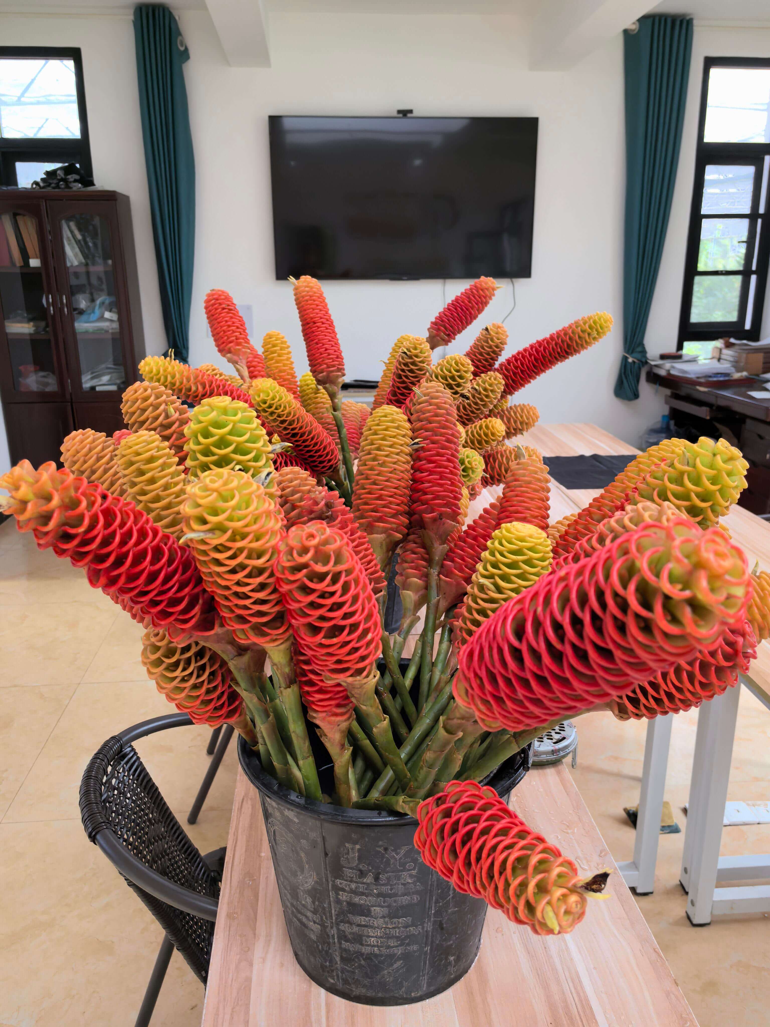 Exotic F1 Hybrid Beehive Ginger Seeds – 29 Seeds
