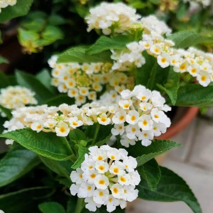Premium F1 Hybrid White Lantana Flower Seeds – 350 Seeds