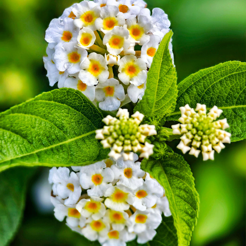 Premium F1 Hybrid White Lantana Flower Seeds – 350 Seeds