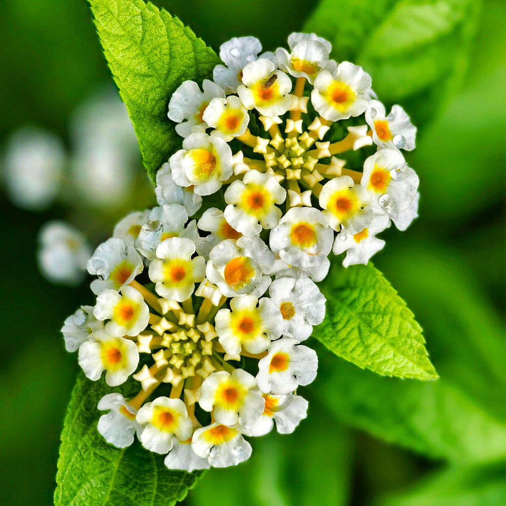 Premium F1 Hybrid White Lantana Flower Seeds – 350 Seeds