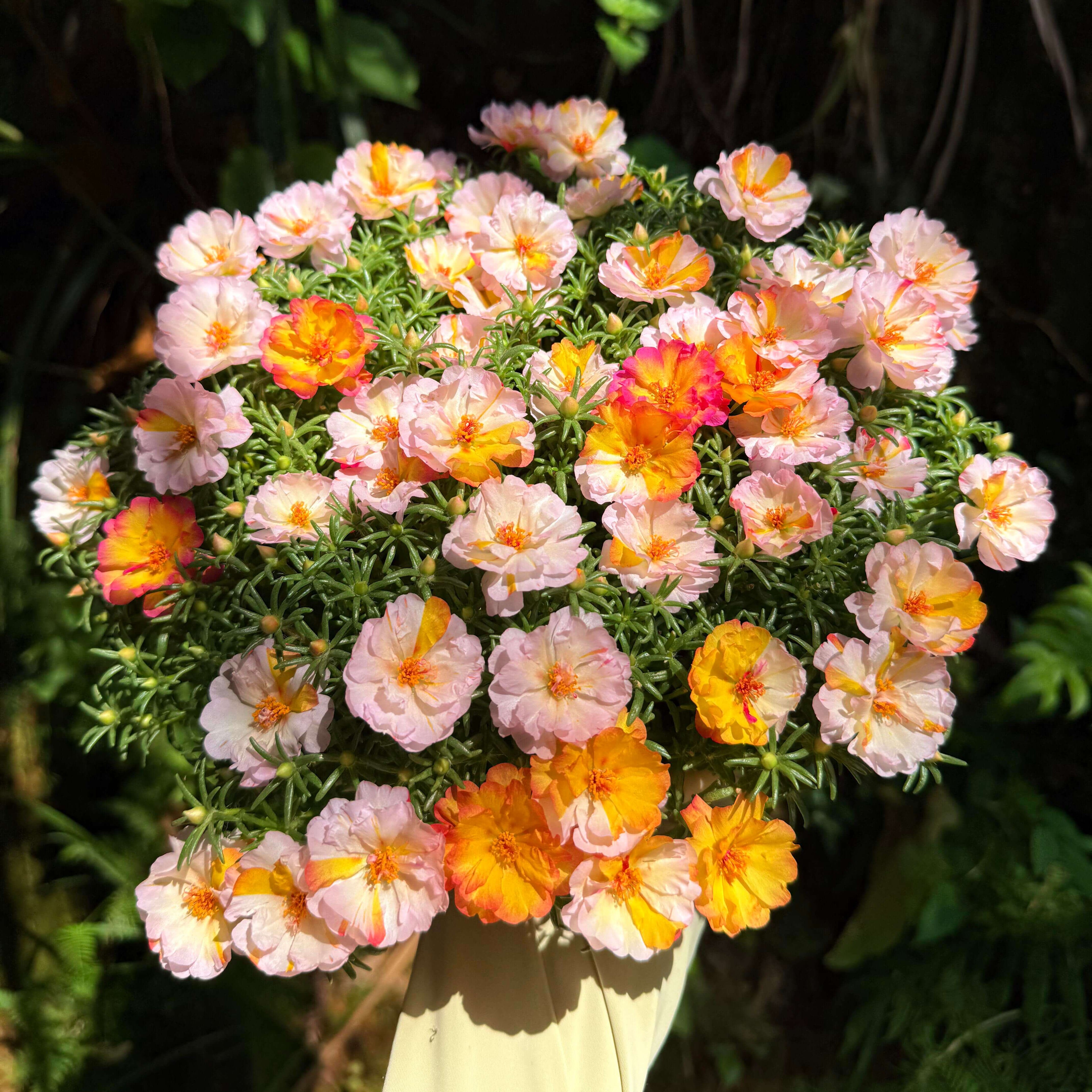 Bulk Double Moss Rose Flower Seeds – 4000 Seeds