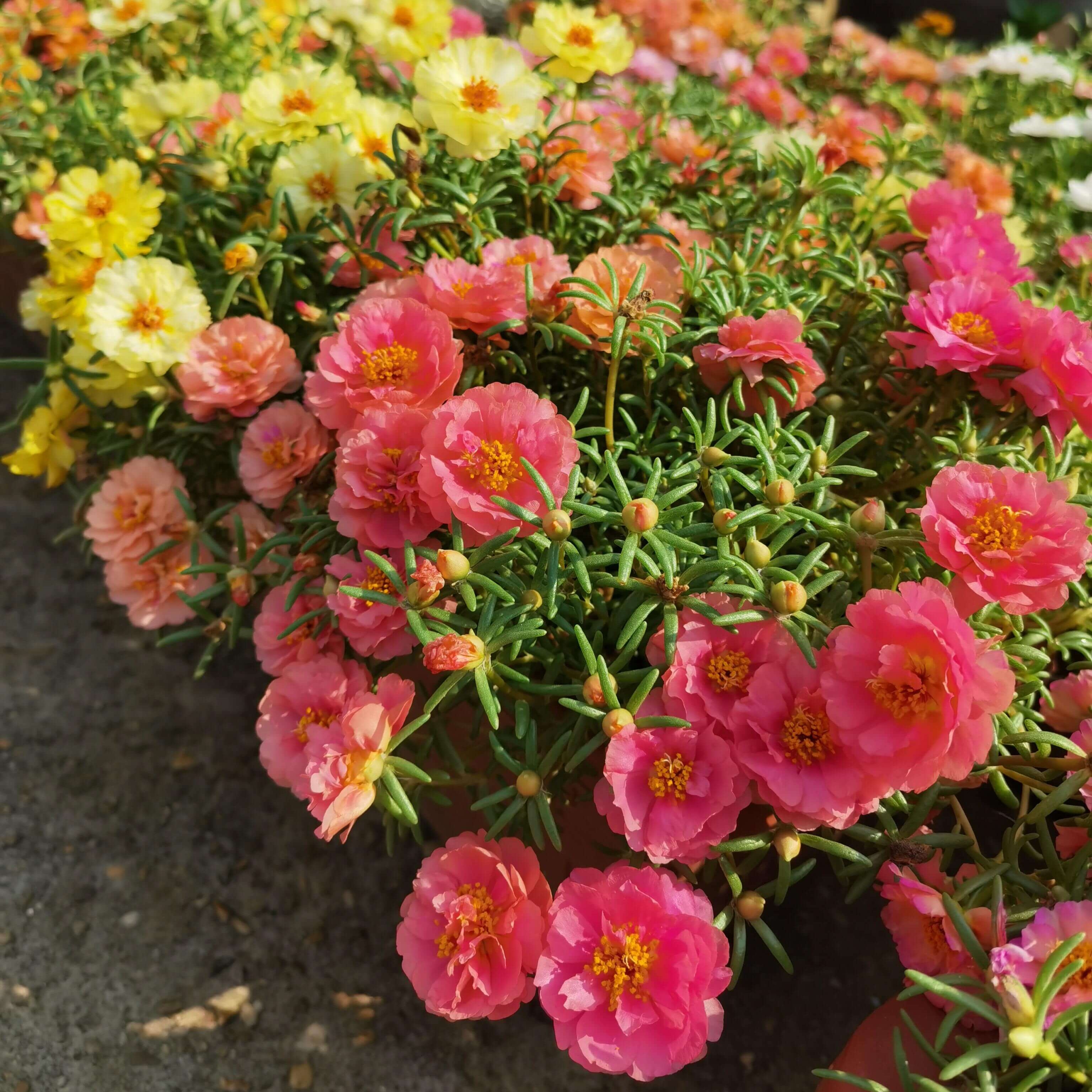 Bulk Double Moss Rose Flower Seeds – 4000 Seeds