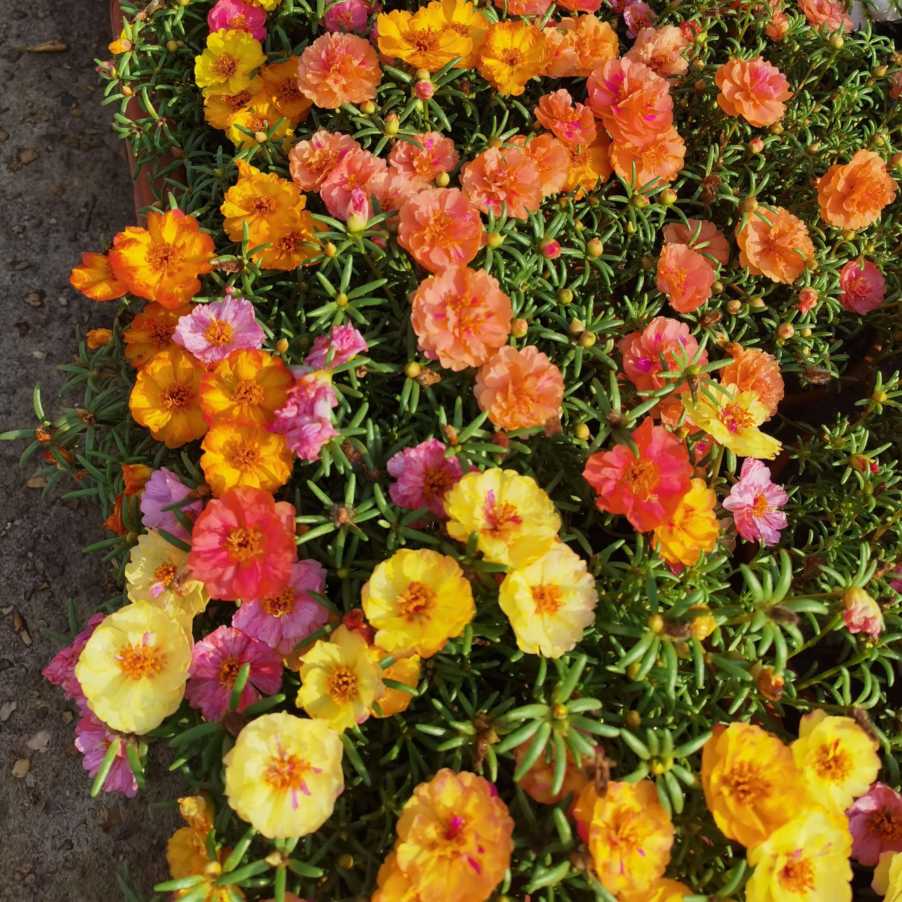 Bulk Double Moss Rose Flower Seeds – 4000 Seeds