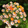 Bulk Double Moss Rose Flower Seeds – 4000 Seeds
