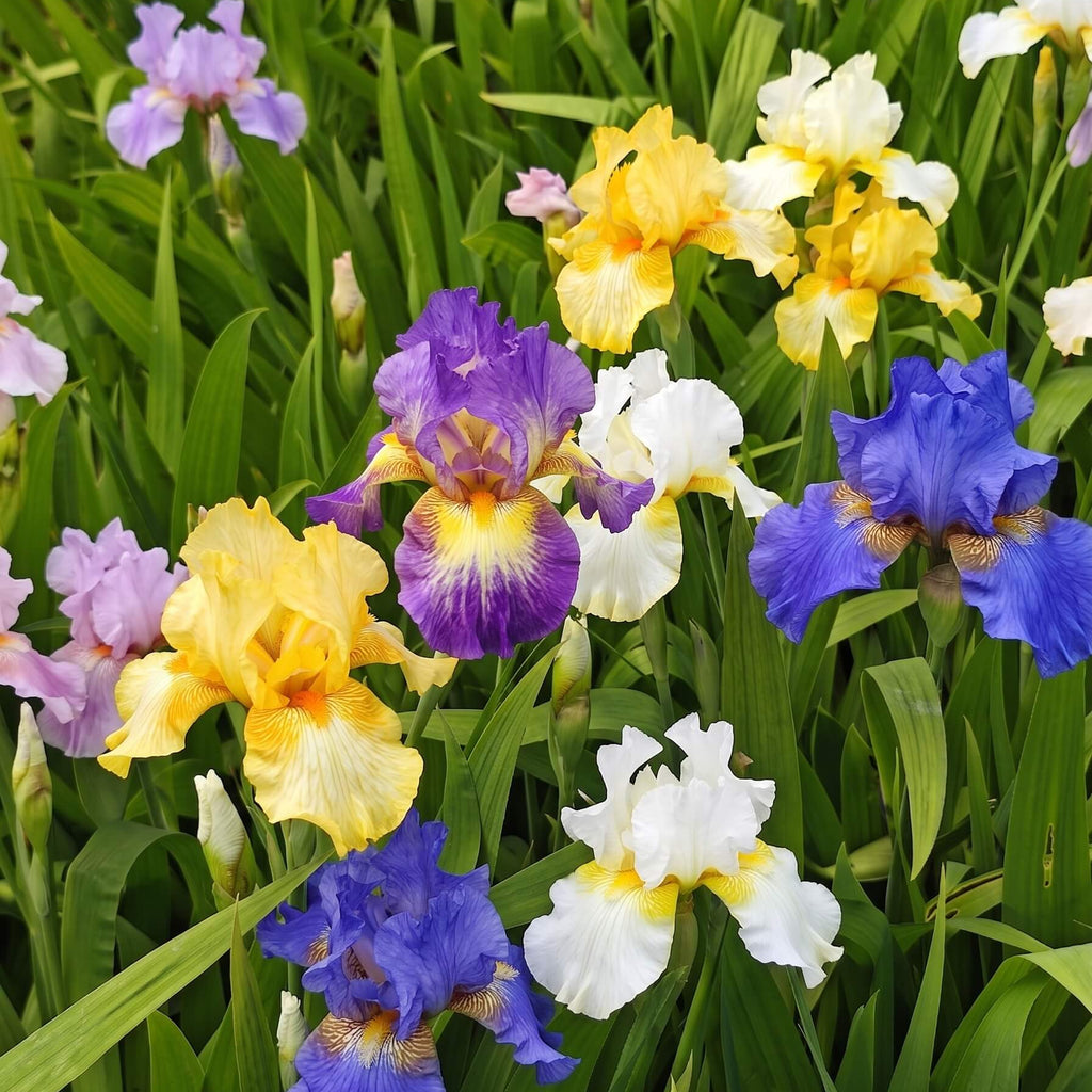 Premium Mixed Iris Flower Seeds – 66 Seeds