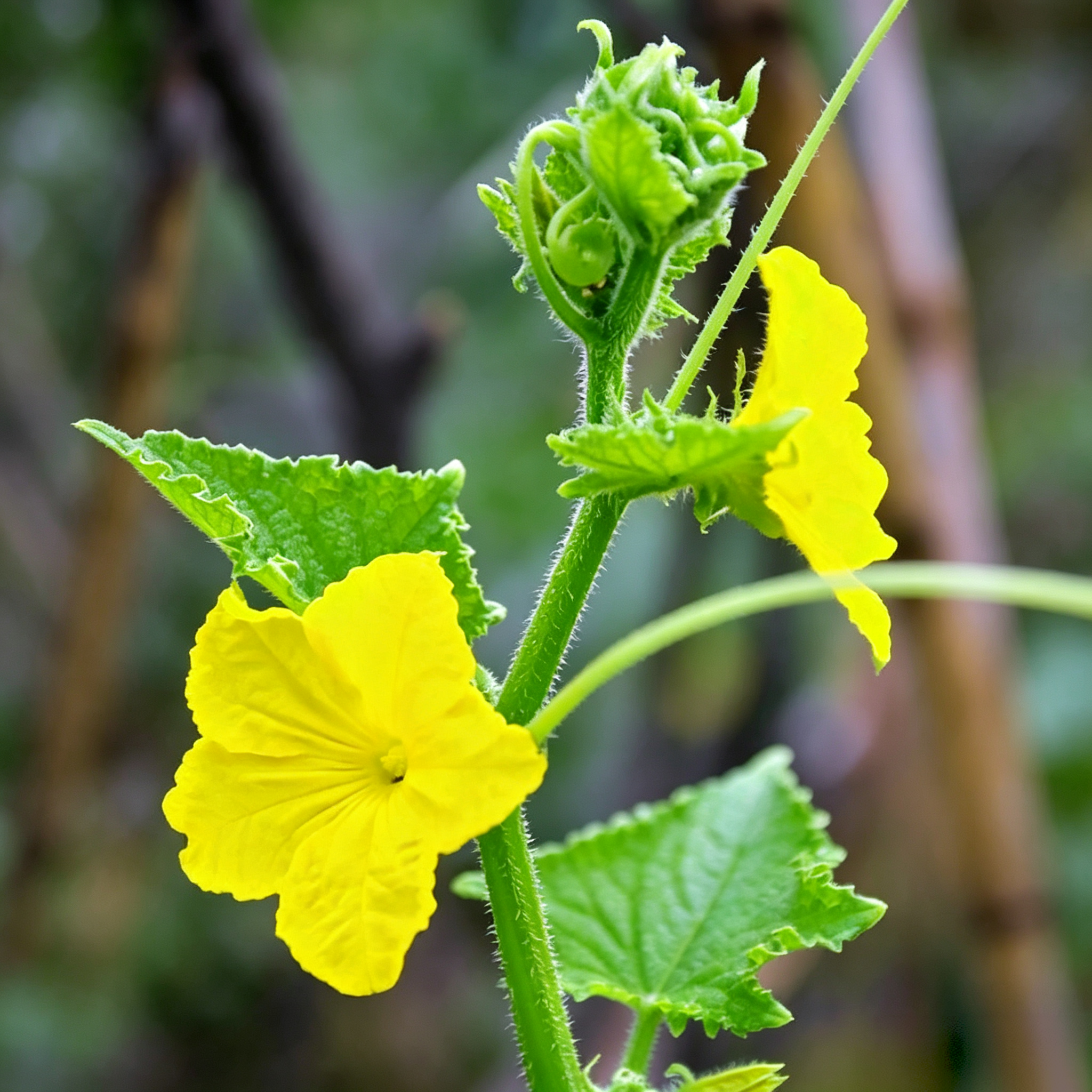 Tasty Jade (F1) Cucumber Seeds - 30 Seeds