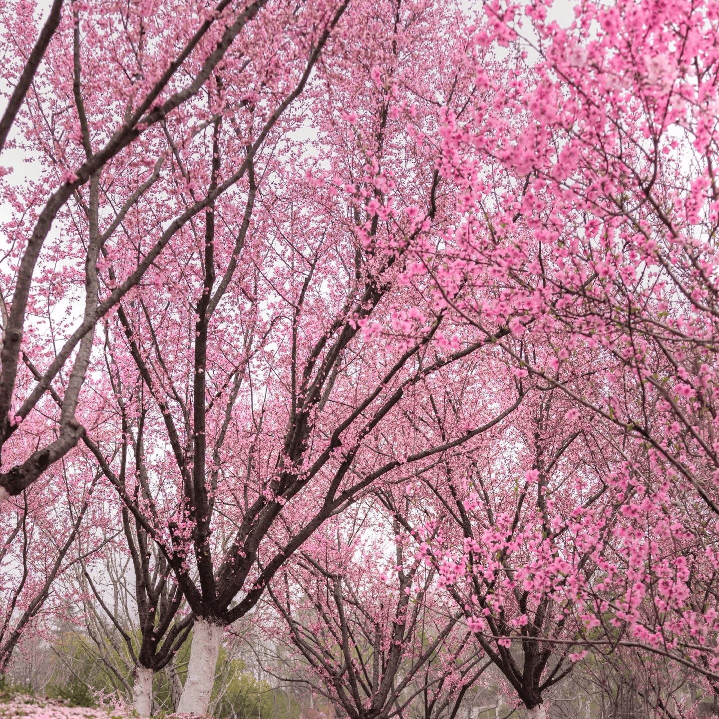 Cherry Blossom Tree Seeds - 12 Seeds