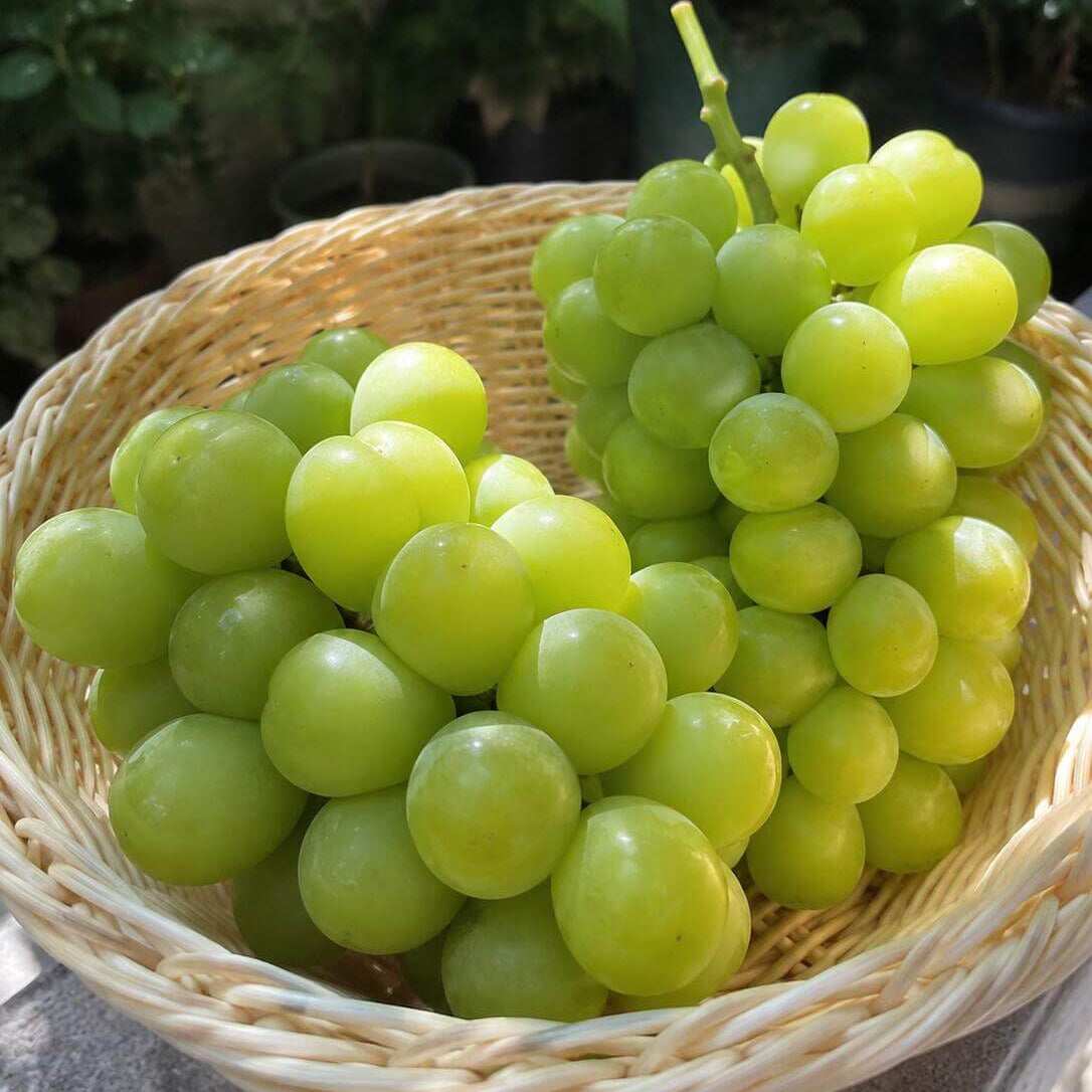 Green Grape Seeds for Planting – 32 Seeds