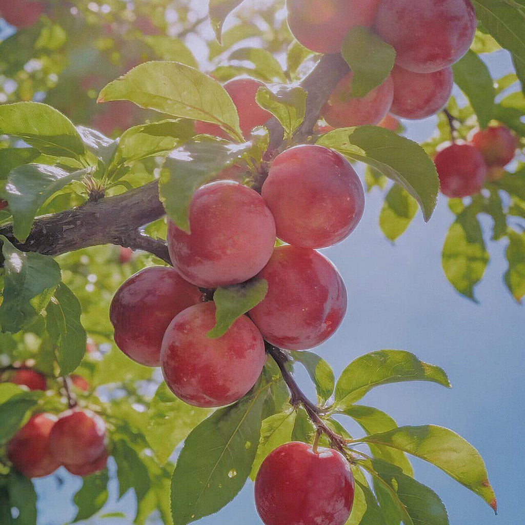 Plum Seeds for Planting – 10 Seeds