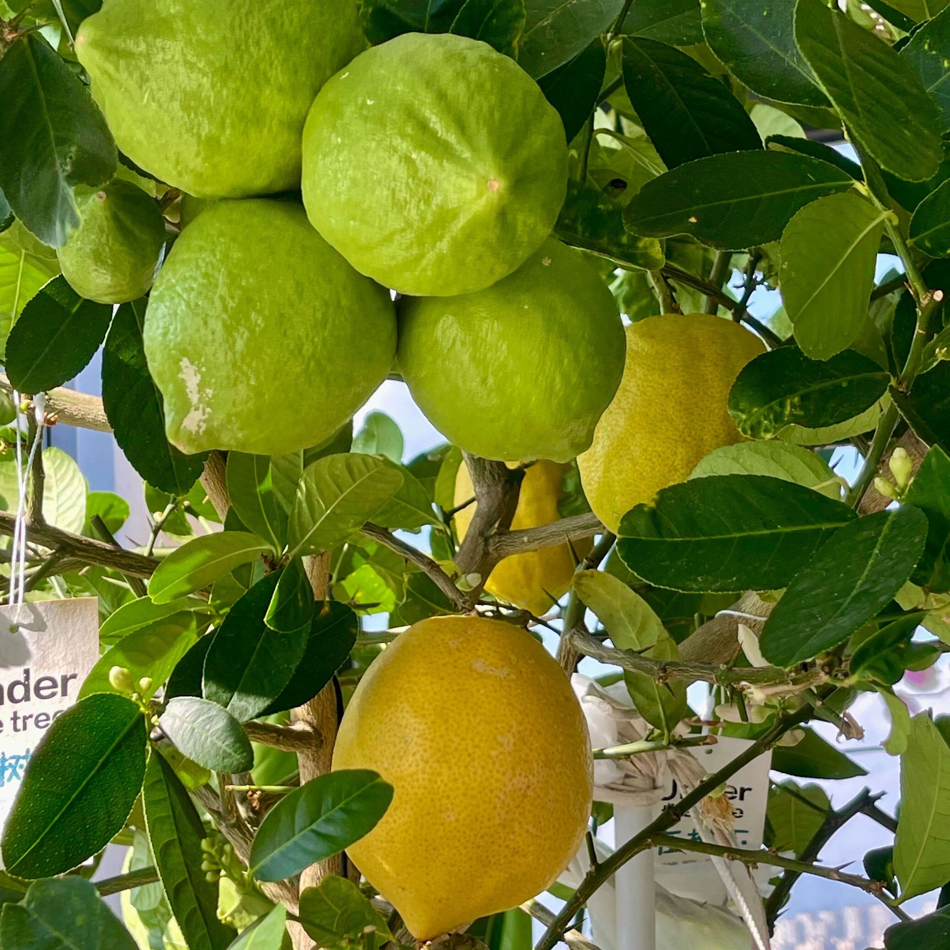 Lemon Seeds for Planting – 32 Seeds