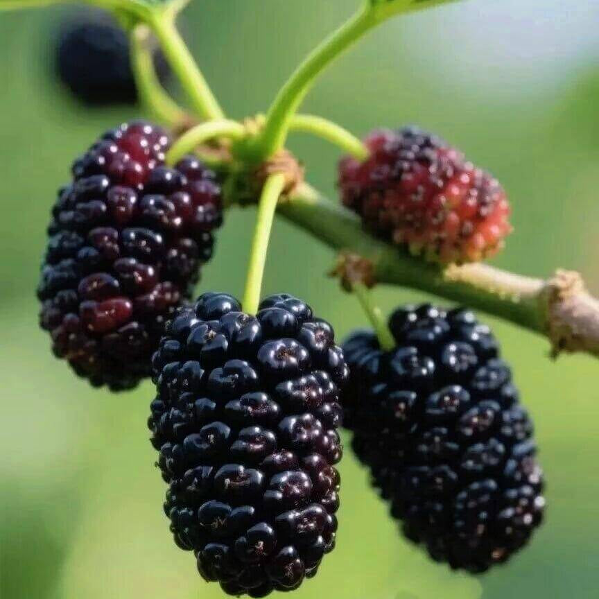 Mulberry Seeds for Planting – 131 Seeds